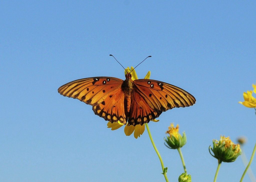 butterfly, nature, insect, wings, flower, pollinate-9749891.jpg