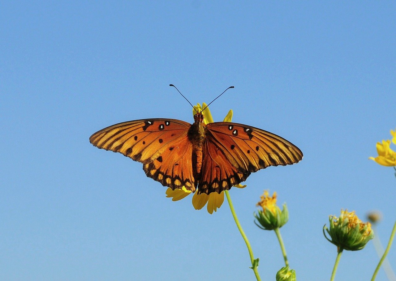 butterfly, nature, insect, wings, flower, pollinate-9749891.jpg